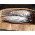 Wholesale Frozen Yellow Tail Fresh Yellow Tail Scad